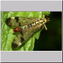 Panorpa communis - Gemeine Skorpionsfliege m09a.jpg